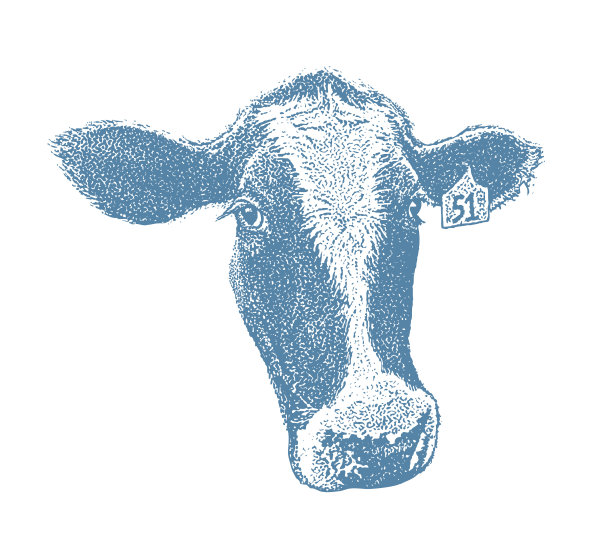 一个可爱的牛脸的特写图片下载