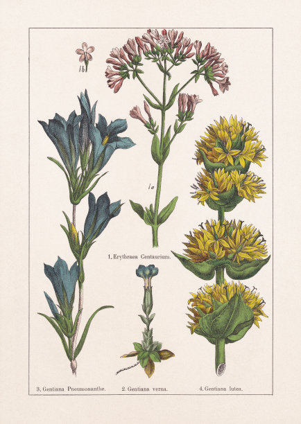 木兰，龙胆科，色版画，1895年出版图片下载