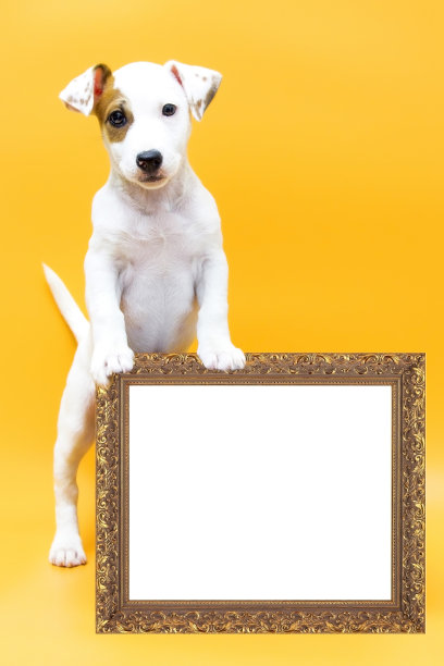 可爱的狗狗手里拿着一个空牌子，上面放着你的短信图片下载