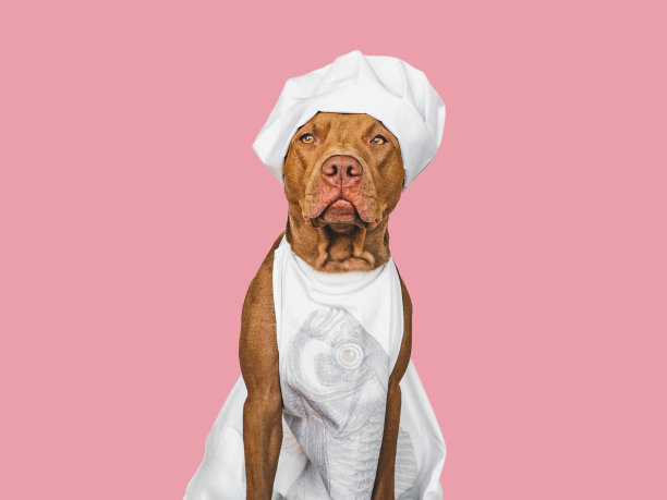 漂亮可爱的棕色小狗，白色的厨师帽图片下载