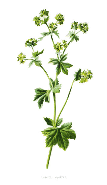 夫人的地幔图片下载