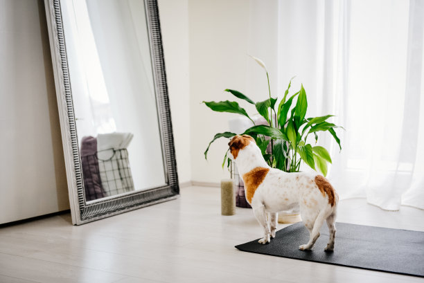 悲伤的狗独自在家地毯图片下载