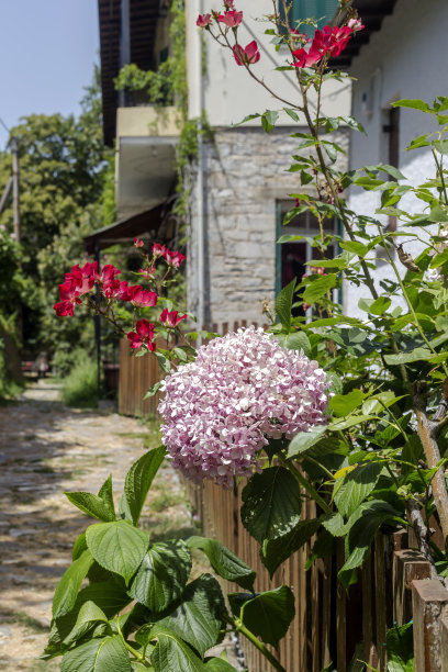 绣球花近距离生长在花坛上图片下载