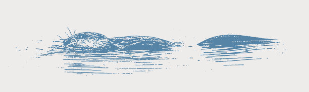 麝鼠游泳图片下载