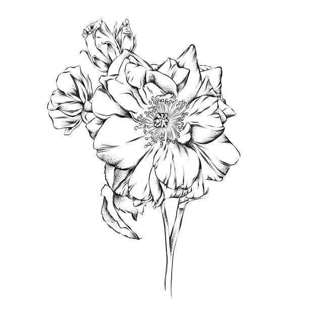 迷你玫瑰笔和水墨画。向量EPS10插图图片下载