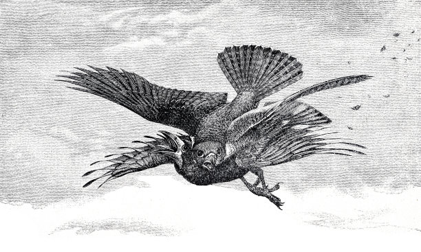 两只鸟在飞行中打架图片下载