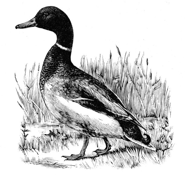 鸭雕刻1891图片下载