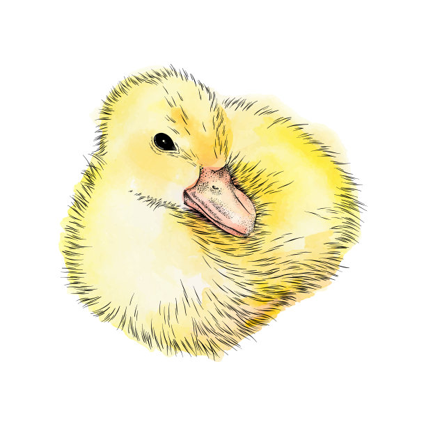 小鸭子墨水和水彩矢量插图图片下载