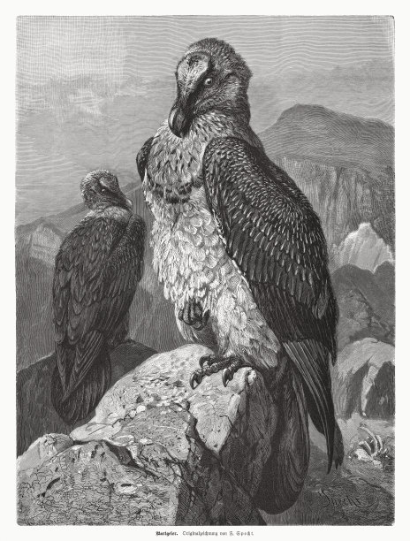 有胡子的秃鹫(Gypaetus barbatus)，木版画，出版于1885年图片下载