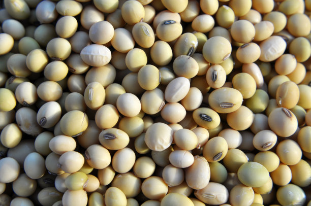 大豆粮食特写镜头图片下载