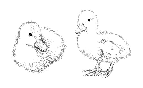 小鸭子墨水矢量插图图片下载