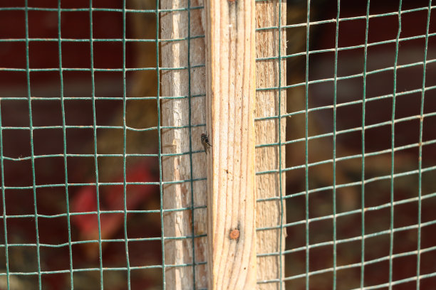 一只雄鸡在笼子里图片下载