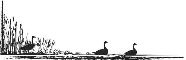 加拿大鹅和沼泽剪影图片下载