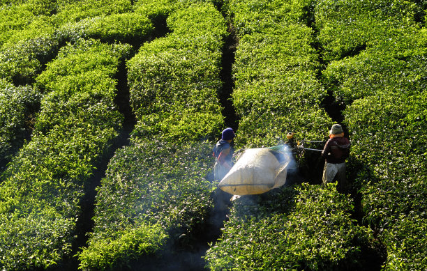 茶园图片下载