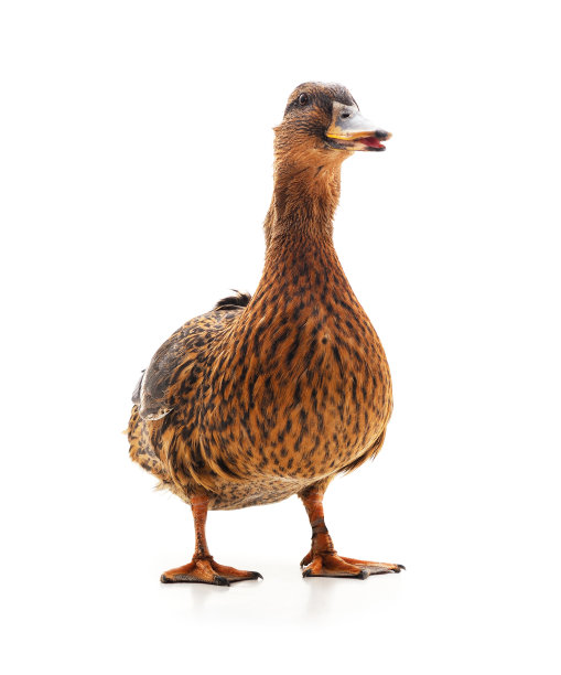 一个棕色的鸭子。图片下载