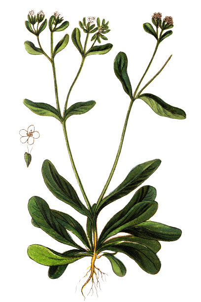 缬草，玉米沙拉，普通玉米沙拉，羊羔肉生菜，长叶莴苣，坚果生菜，田野沙拉和莴苣图片下载