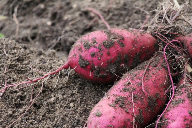 收获大甘薯图片下载