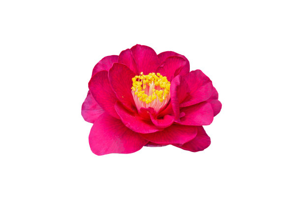 日本的红色山茶花，在白色上分离图片下载