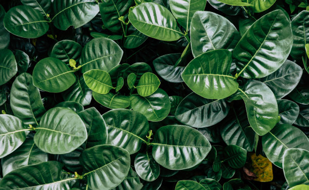 深色树叶在自然背景中的纹理图片下载