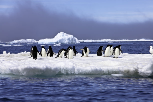 南极波利特岛冰山上的阿德利企鹅图片下载