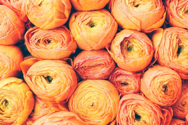 橙色郁金香背景图片下载