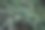 柏树一种美丽的杜松灌木，柏树科的常绿针叶植物，用于公园、广场和花园的景观设计图片下载