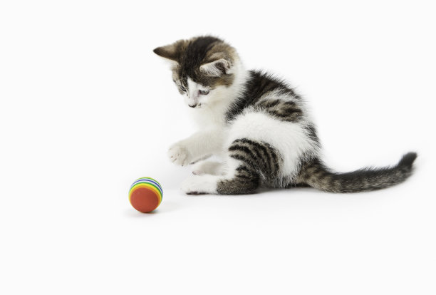 斑猫和白色小猫玩球图片下载