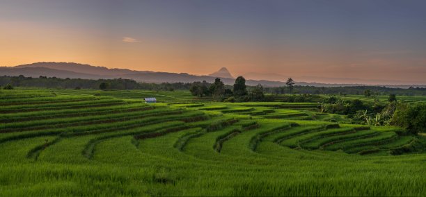 印度尼西亚一个阳光明媚的夏日早晨，一片广阔的绿色稻田的全景照片图片下载