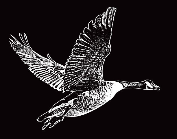 黑额黑雁飞图片下载