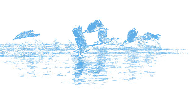 一群加拿大鹅在飞翔图片下载