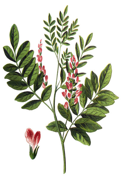 甘草或甘草是甘草的根图片下载