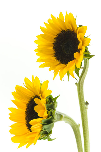 向日葵图片下载
