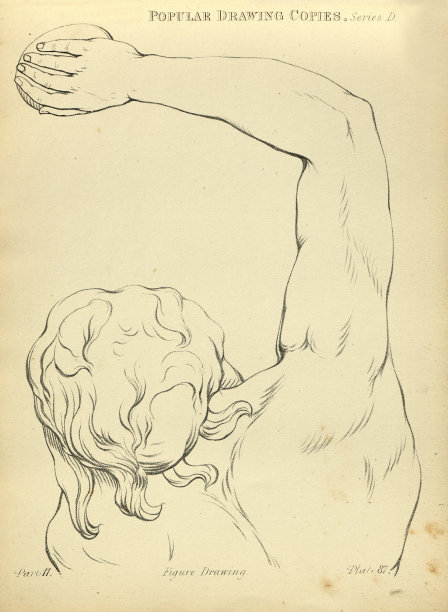 速写和绘制人的手臂和肩膀，维多利亚艺术人物素描复制19世纪图片下载