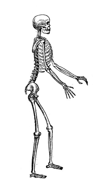 古董插图:人的骨架图片下载