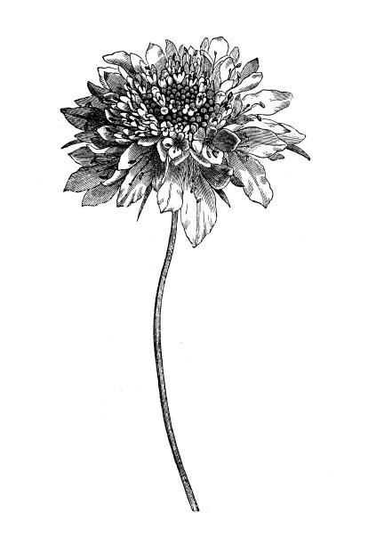 古植物学插图:疥疮、疥疮、针垫花图片下载