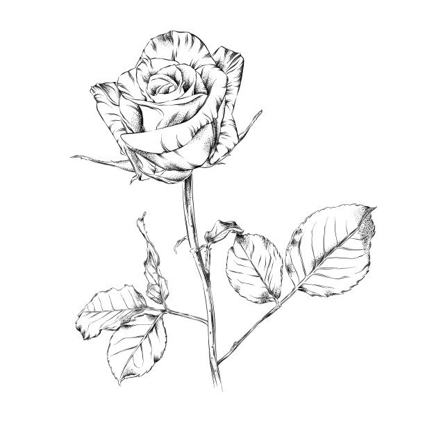 美丽的玫瑰钢笔和墨水花卉画。向量EPS10插图图片下载