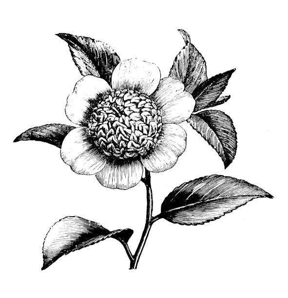 古董植物雕刻插画：日本山茶花图片下载