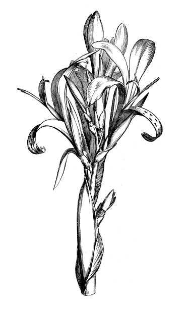 古董植物学插图:美人蕉，罗斯科胡克图片下载