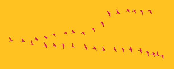 一群加拿大鹅编队飞行图片下载