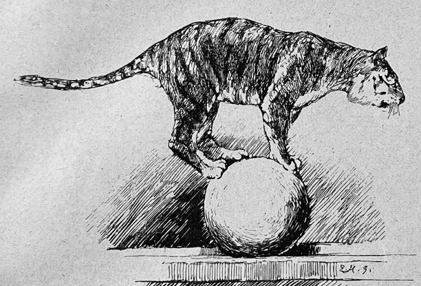 马戏团动物训练:狮子在球上保持平衡图片下载