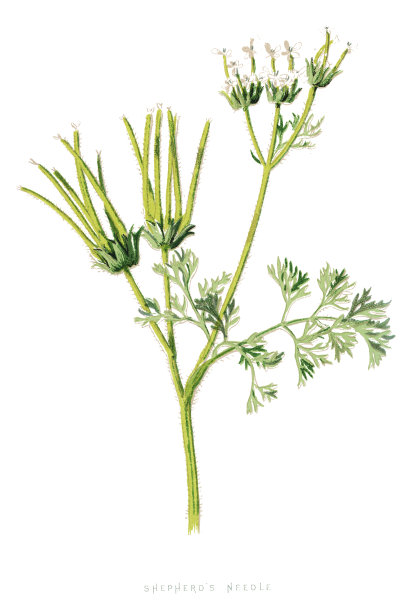 牧羊人的针图片下载