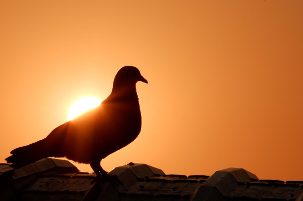 夕阳的剪影，一只鸽子站在屋顶上，金色的光线在最近的傍晚图片下载