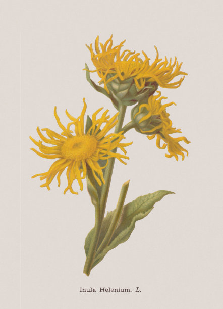 e - pane (Inula helenium)，彩色印刷，1886年出版图片下载