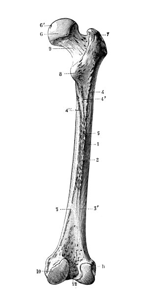 人体解剖学的古董插图:股骨图片下载
