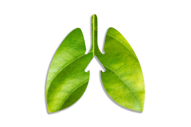 人体肺部的绿色和清新的环境呼吸新鲜的空气。绿肺由叶分离在白色背景上。图片下载