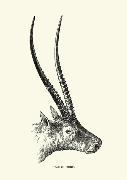 藏羚羊的头和角(藏羚羊)图片下载