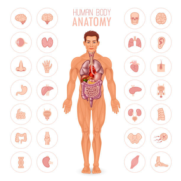 人体解剖学-男性图片下载