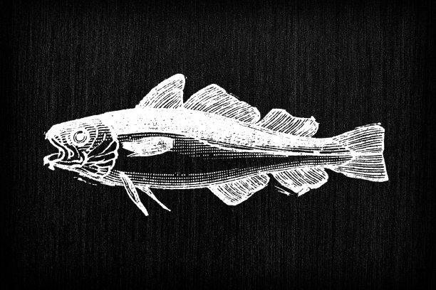 古色古香的法国版画插图:鳕鱼图片下载