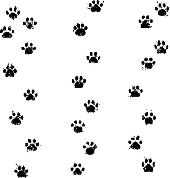 猫纹小径图片下载