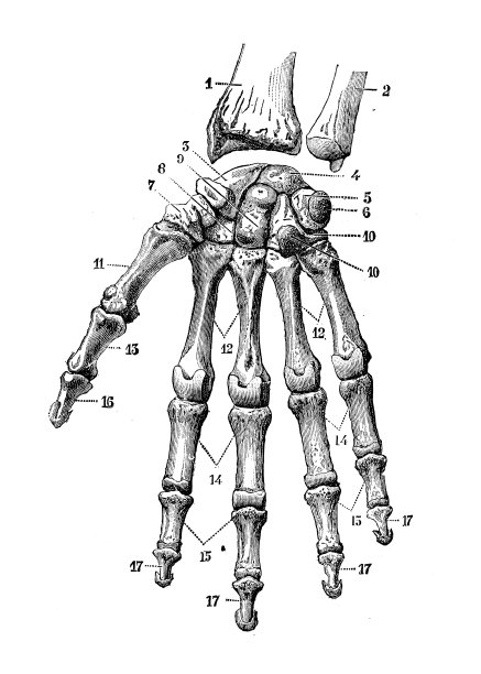 人体解剖学的古董插图:手和手腕图片下载